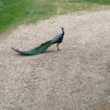 Peacock Sentry