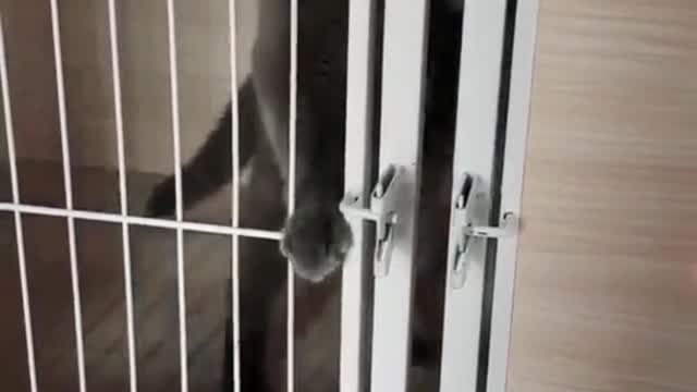 A smart kitten will open the door by itself