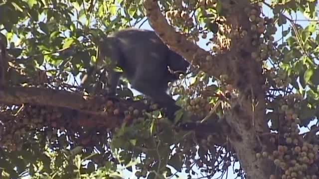 Lion Hunts Monkey on the Tree.