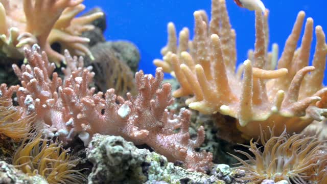 Beautiful scenery from inside of an aquarium