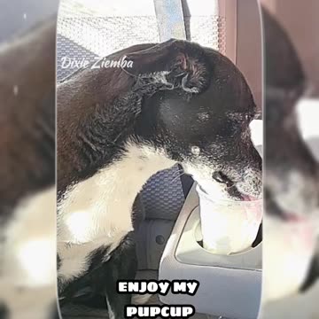 Living life like a boss 🐶