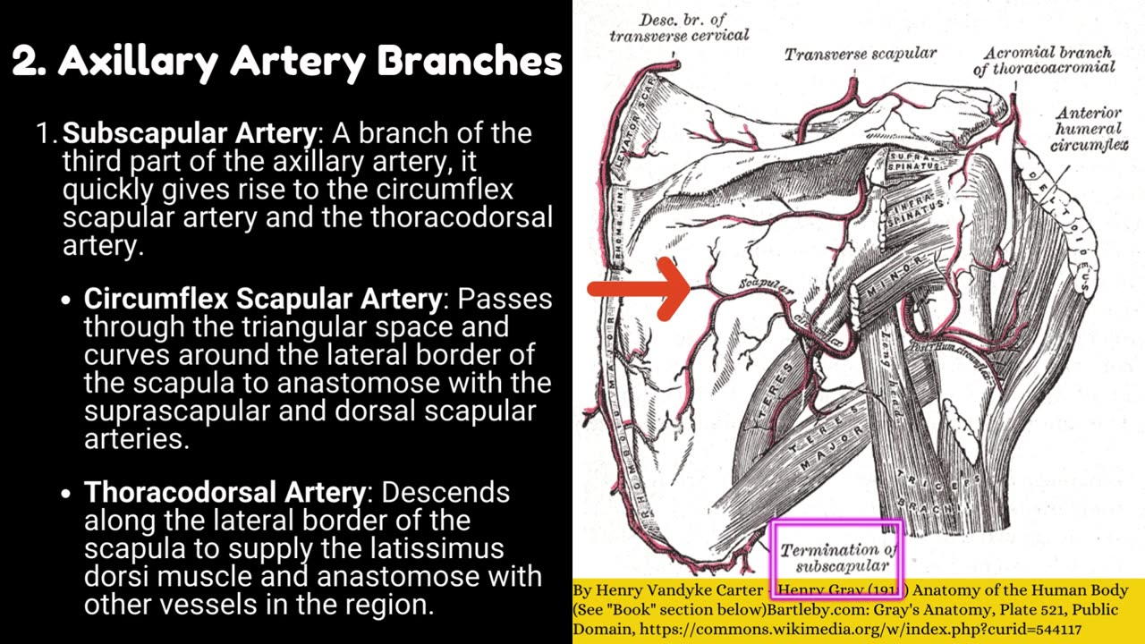 Anastomosis around the Scapula Explained in 2 MINUTES!! | Upper Limb Anatomy