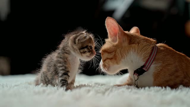 cat caring for his baby