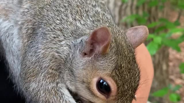 Squirrel Grooms Person