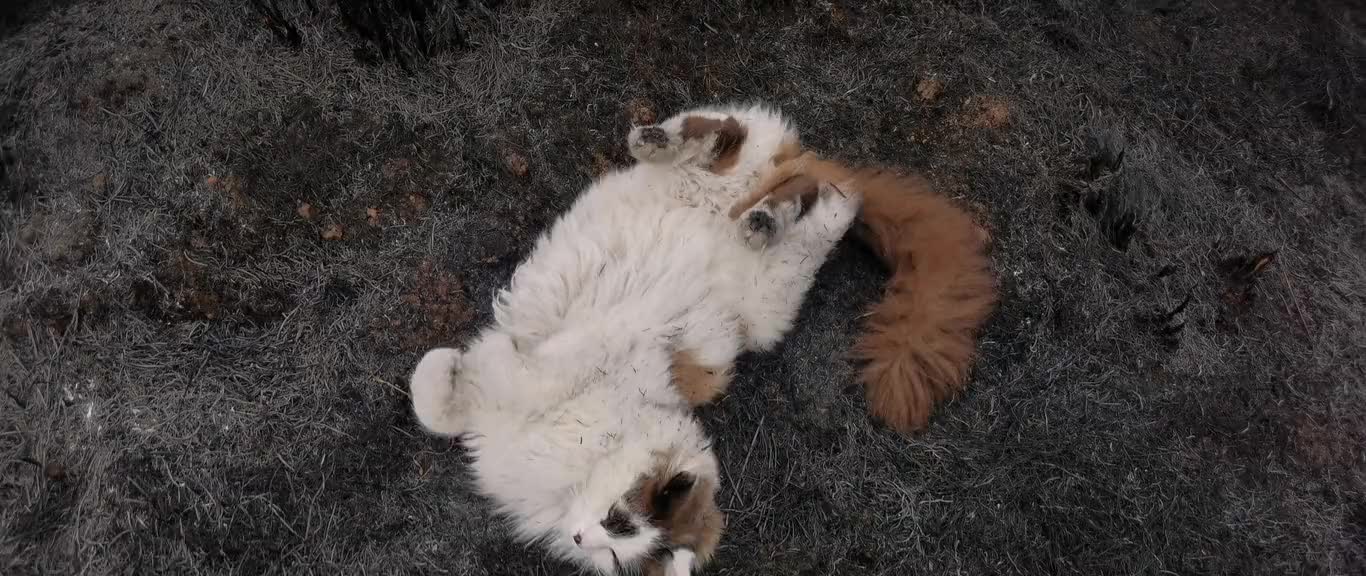 A Cat Playing on a Burnt Grass