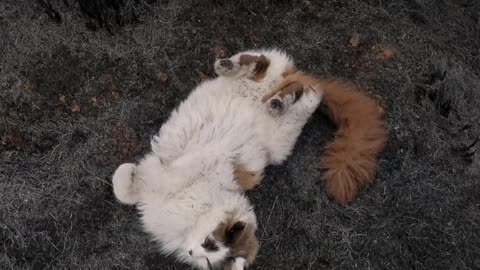 A Cat Playing on a Burnt Grass