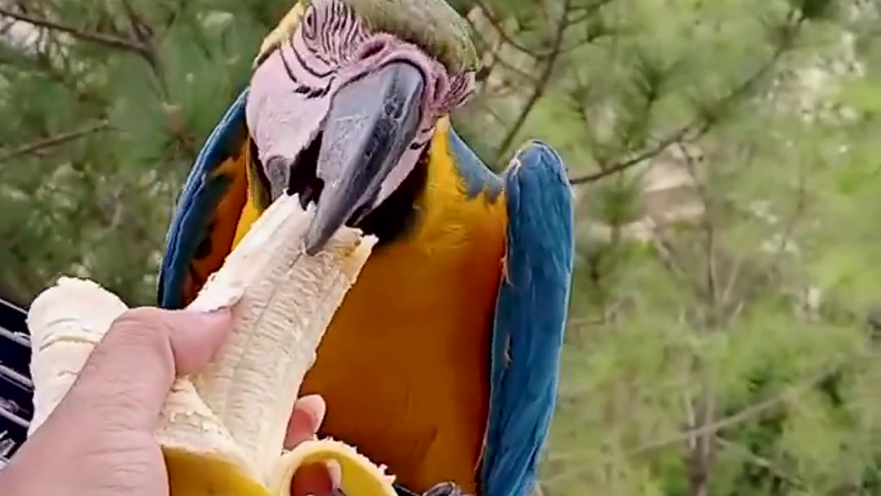 😱 Bananarama_ The Parrot Feeding Extravaganza!!!