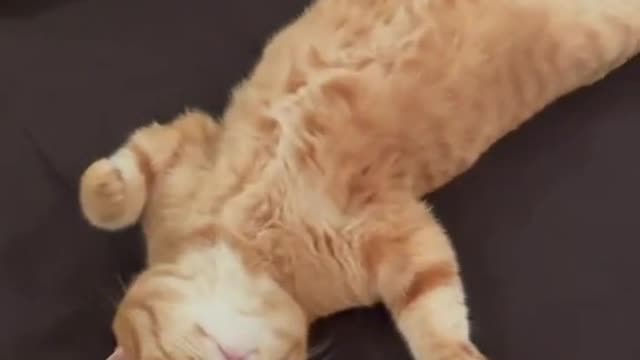 This cat knows how to relax