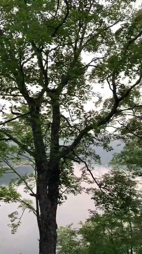 Dutch Sinse - Smoke from Canada AGAIN down here in St.Louis Missouri