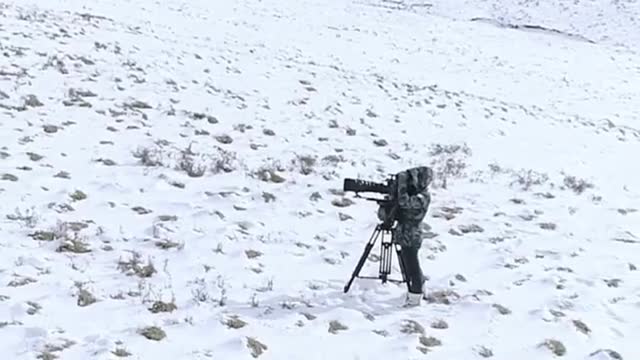 Animal World - Fox In Snow #shorts #animallover #animalshorts #animals#fox