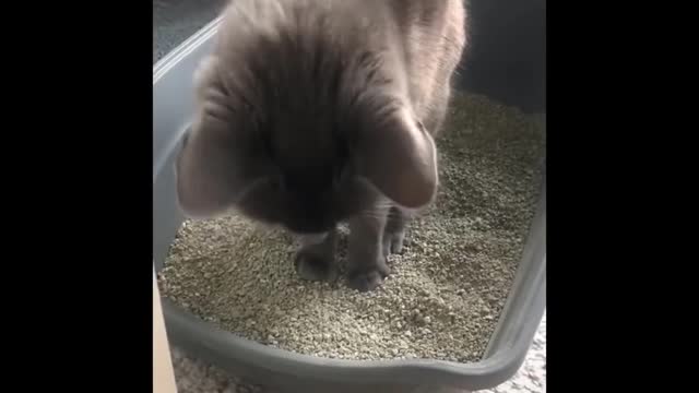 Funniest Cats - Funny Cats Life - Funny Animal Videos Episode 7