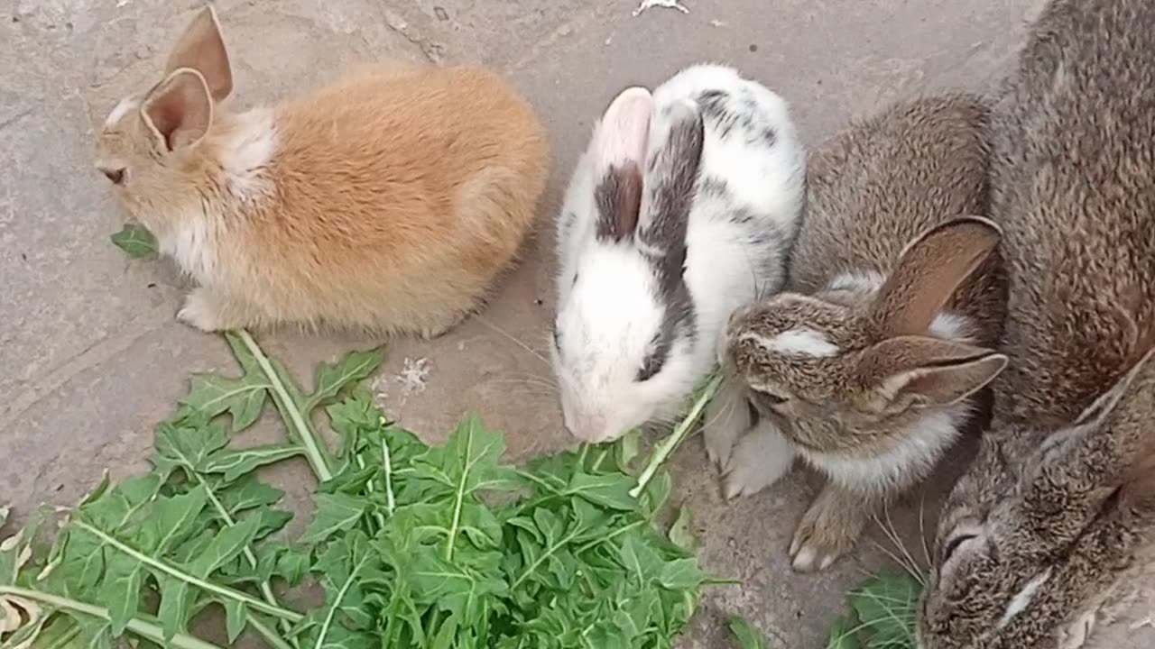 A Rabbit and its kids