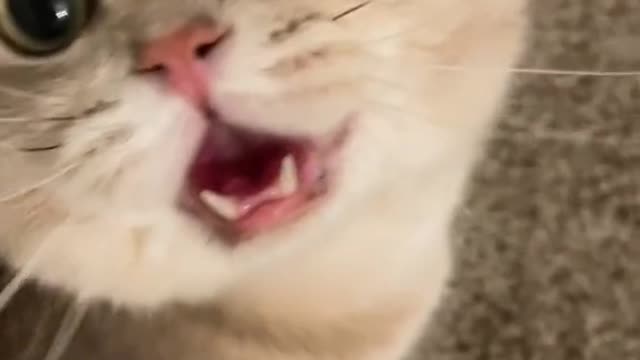 funny video cat