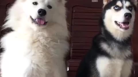 So funny dog video