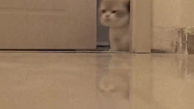 Leaving a stray cat