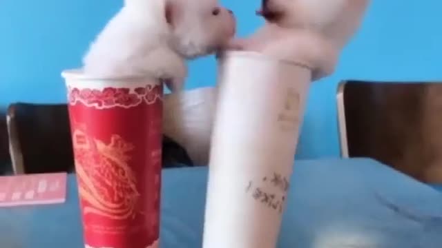 Cute dogs😍😍