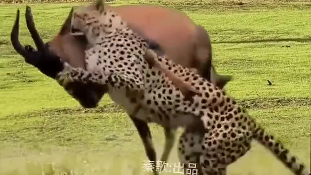 Animal fight