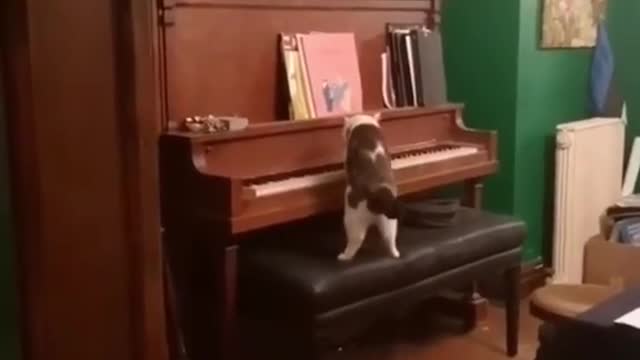 Cats are talented pianists