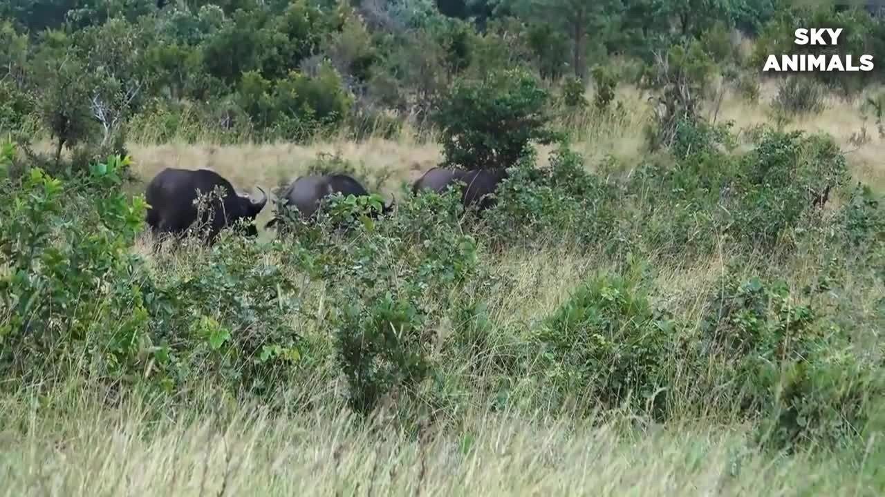 Best animal fight lion vs buffalo 2022