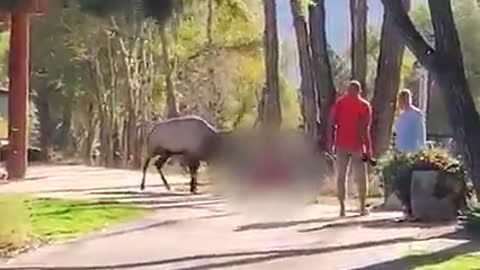 16 of the scariest animal encounters caught on camera 😱 ViralHog