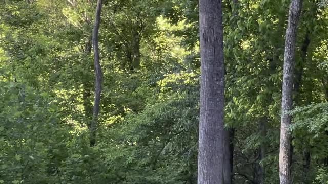 Bear Family Drop by for a Backyard Visit