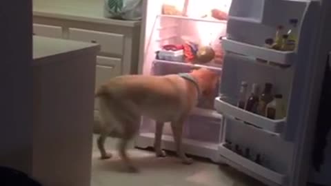 Labrador gets bottle of water from fridge