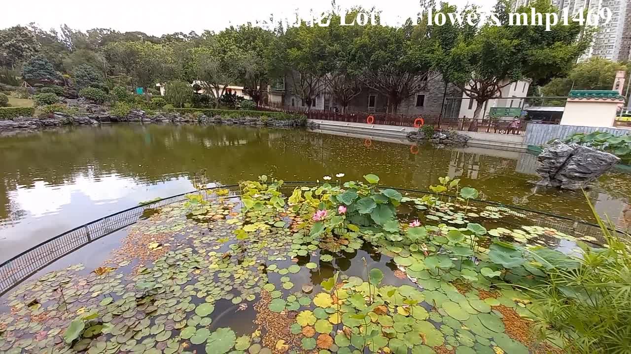 粉嶺荷花睡蓮。粉嶺康樂公園荷花 Lotus Flowers。Water Lilies。Fanling Hong Lok Park, mhp1469, Jun 2021