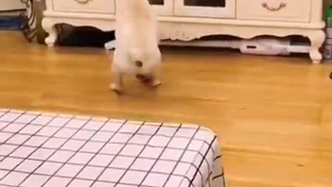 Funny dog and cat vid ( insanely funny)!!!!!!!