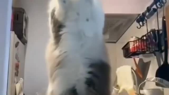 so cute funny cat dance 🤣🤣😀