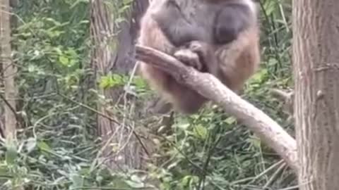 ###Monkey Laugh _ Funny Videos _ Khalid KhanTV _ #short.mp4##