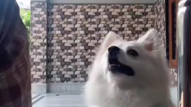 If you are lucky a dog came to your life and change your life