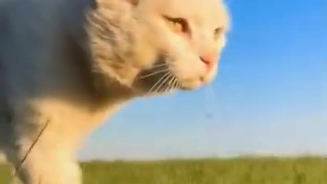 Lovely Cat, black cat, cats, funny cats, funny cat videos