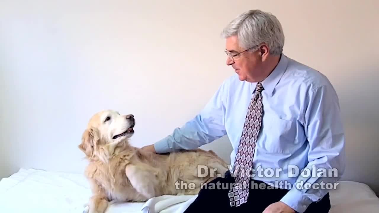 Dr. V Dolan Explains How you Keep Your Dog Healthy