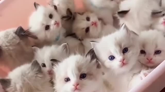 🥰Cute cat funny😼 videos 😼😊