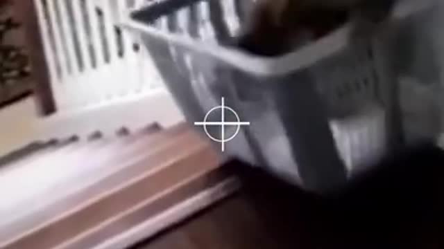 funny cat compilation