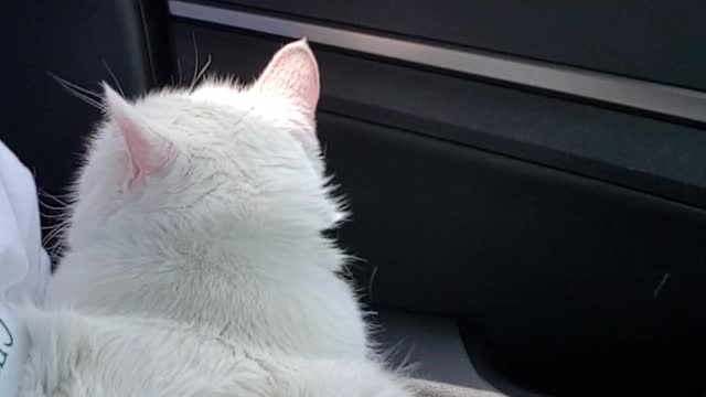 Cat enjoying the wind in the car