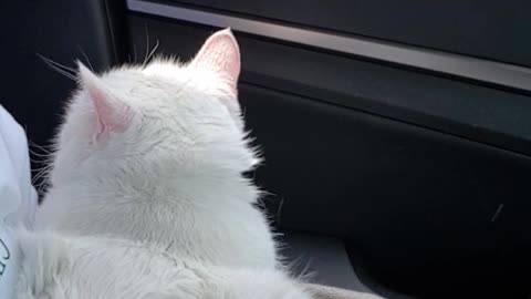 Cat enjoying the wind in the car