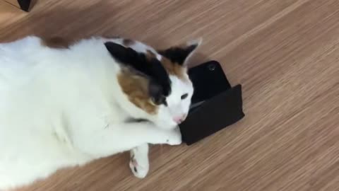 A cat with a nice wallet