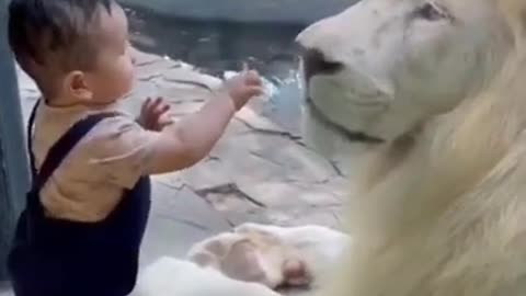 Baby playing with lion video cute baby WhatsApp status