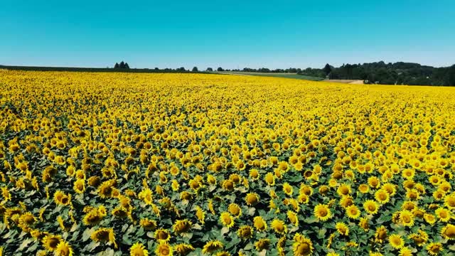 Beautiful and amazing farm place