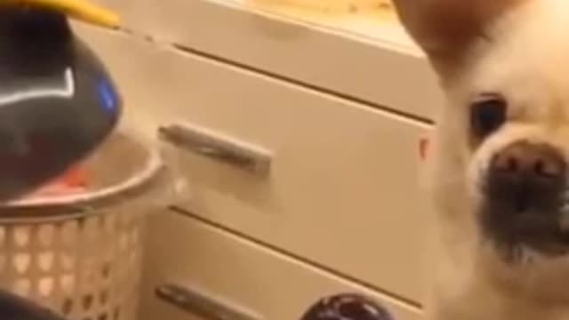 Funny Dogs Compilation Dog Videos funny Video