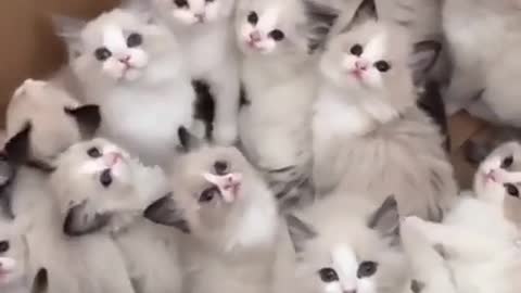 Cat funny video