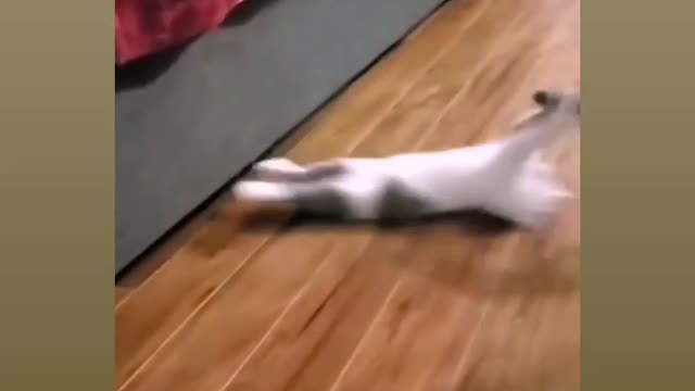 Most funny virela video for cat reaction 😍😂🤣🤣😂😂