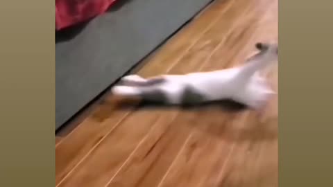 Most funny virela video for cat reaction 😍😂🤣🤣😂😂
