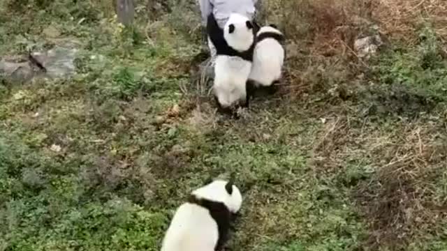 Panda bears play with caretaker