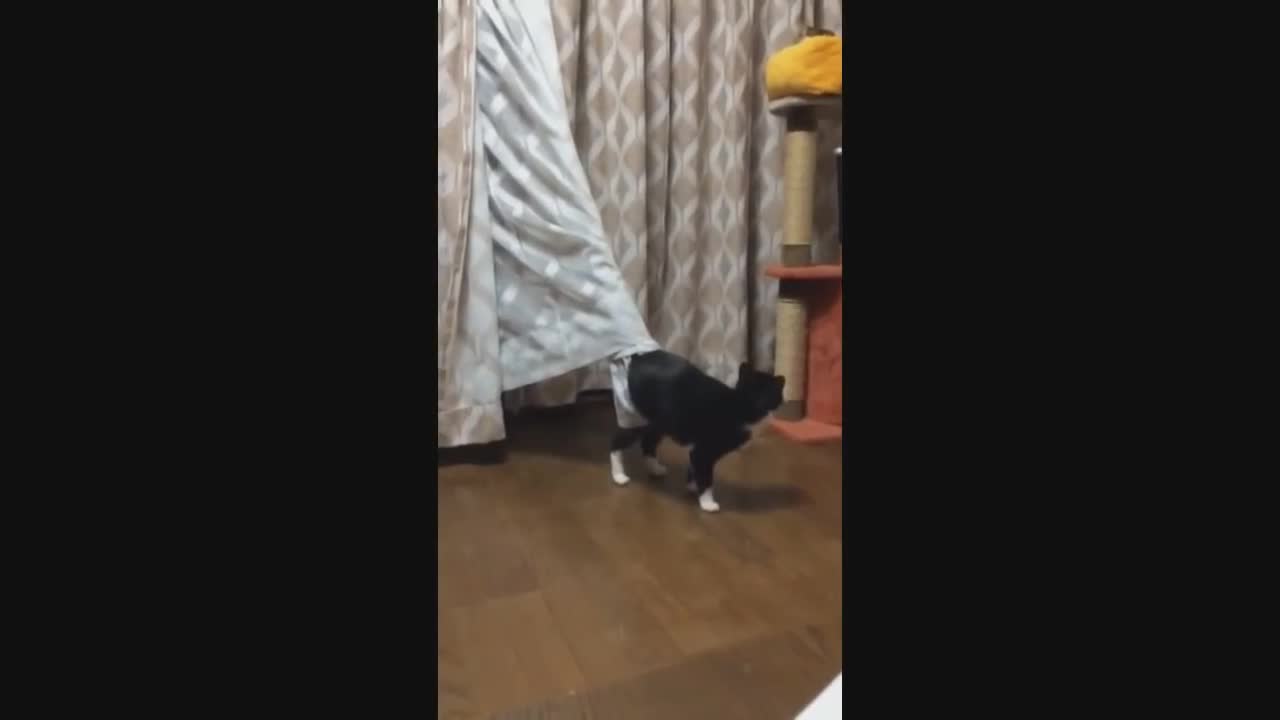 the funniest animal video in the world