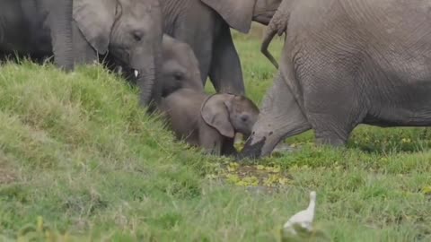 baby elephant