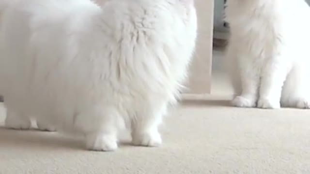 When a cat's Really Really Angry #short