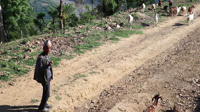 Life of Goats in Nepali Mountain Village