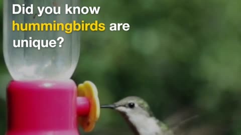 Hummingbirds